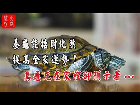 烏龜代表什麼意思|【烏龜象徵意義】揭秘烏龜的象徵意義：從寓意到古老。